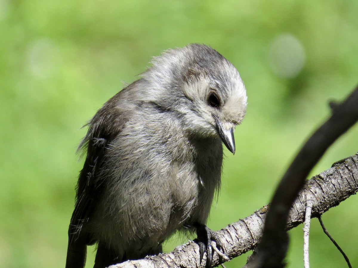 Canada Jay (Rocky Mts.) - ML637895860
