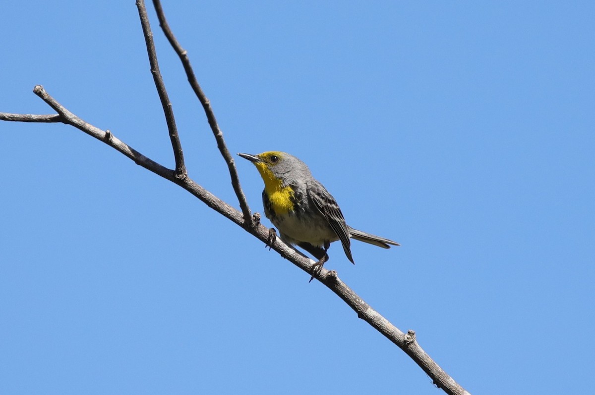 Olive-capped Warbler - ML637895905