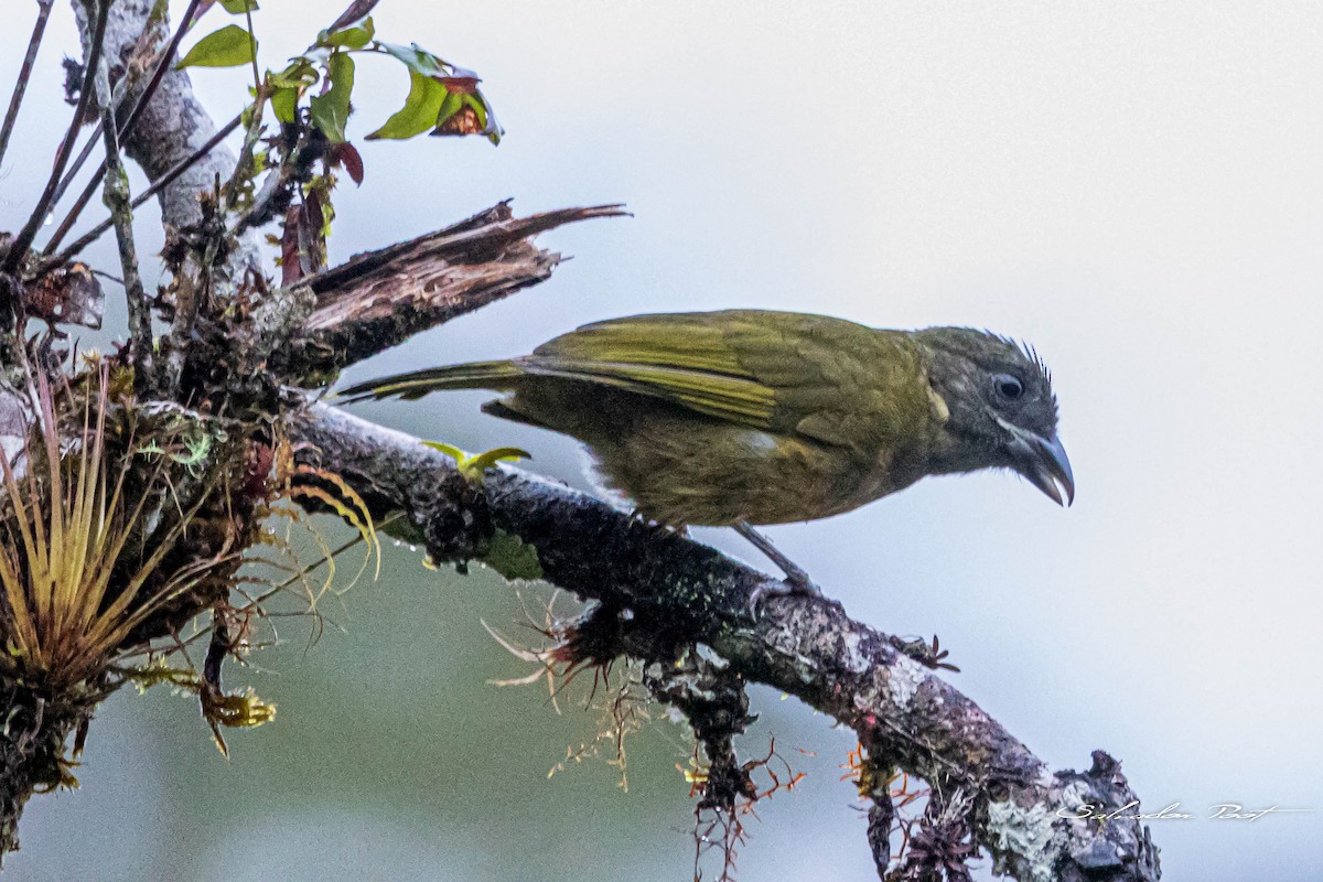 Ochre-breasted Tanager - ML637895931