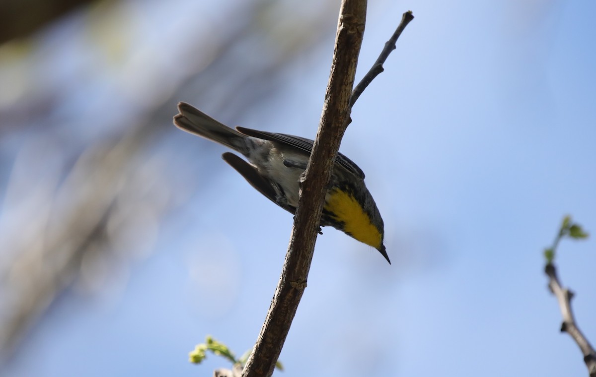 Olive-capped Warbler - ML637895937