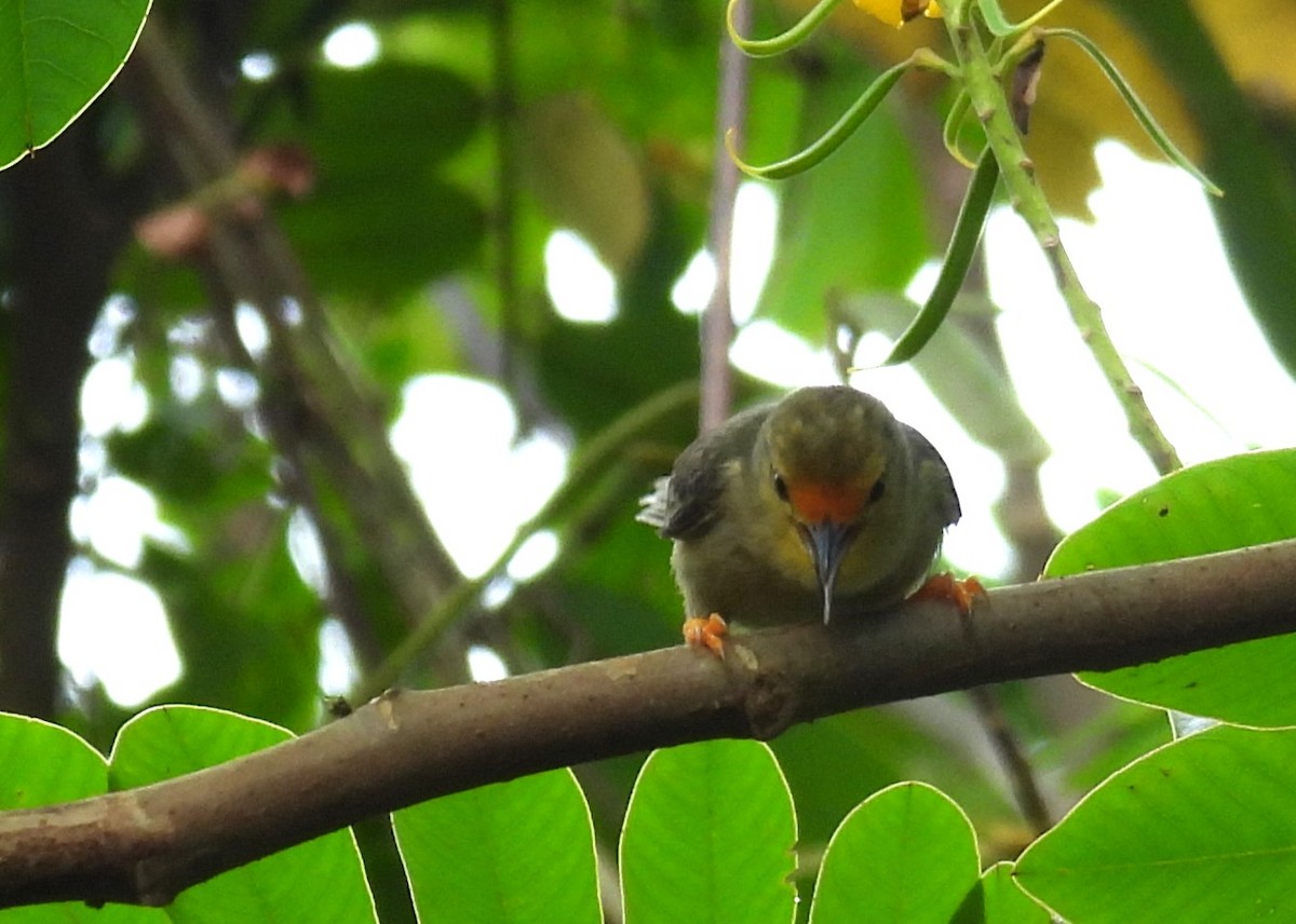 Orange-fronted Plushcrown - ML637895947