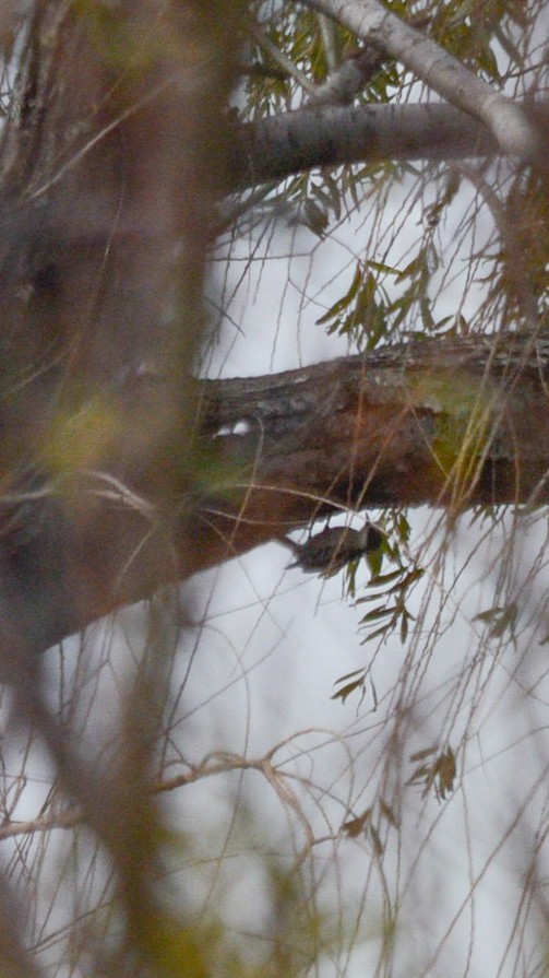 White-fronted Woodpecker - ML637895957