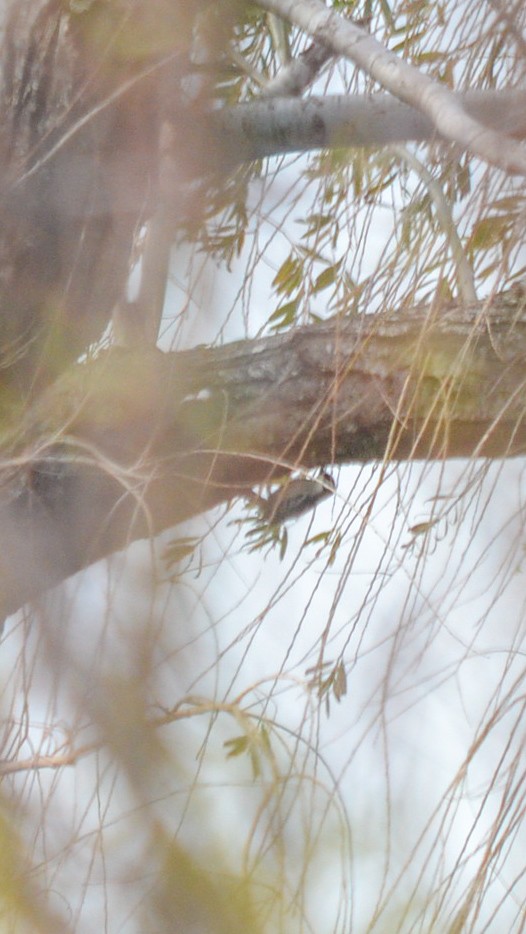 White-fronted Woodpecker - ML637895958