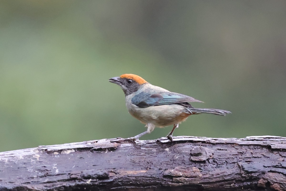 Scrub Tanager - ML637895960