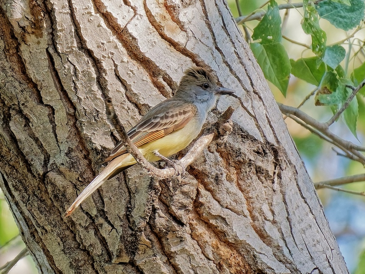 Brown-crested Flycatcher - ML637895974