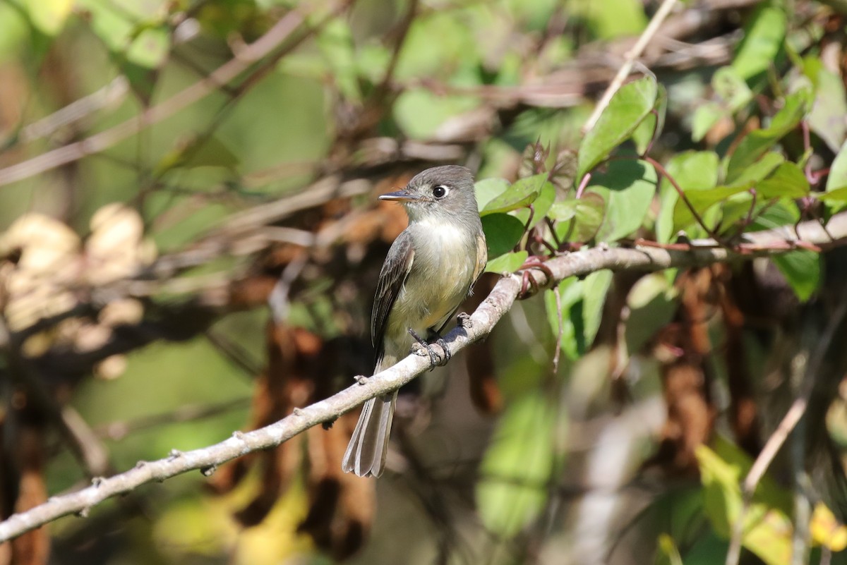 Cuban Pewee - ML637895977