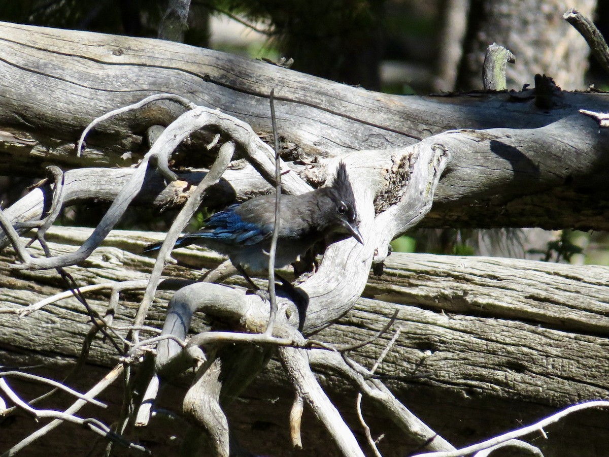 Steller's Jay (Southwest Interior) - ML637896003