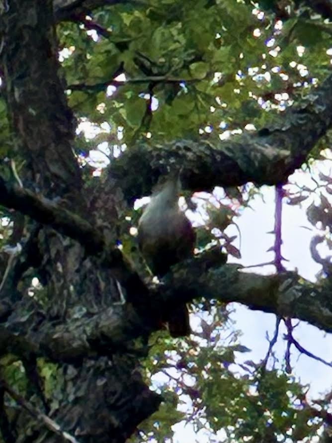 Canyon Wren - ML637896006