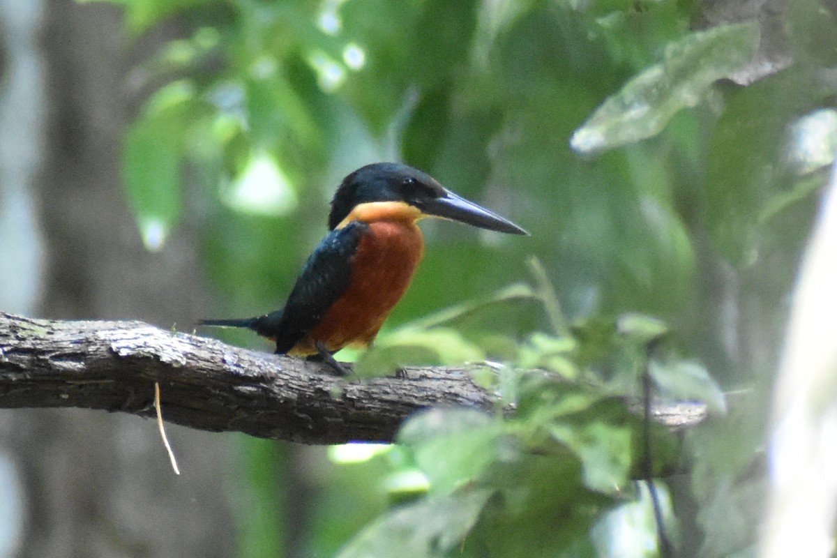Green-and-rufous Kingfisher - ML637896010