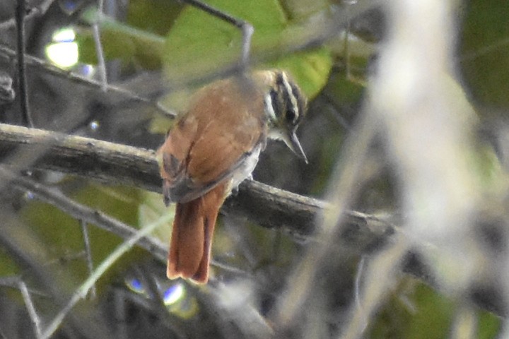 Streaked Xenops - ML637896026