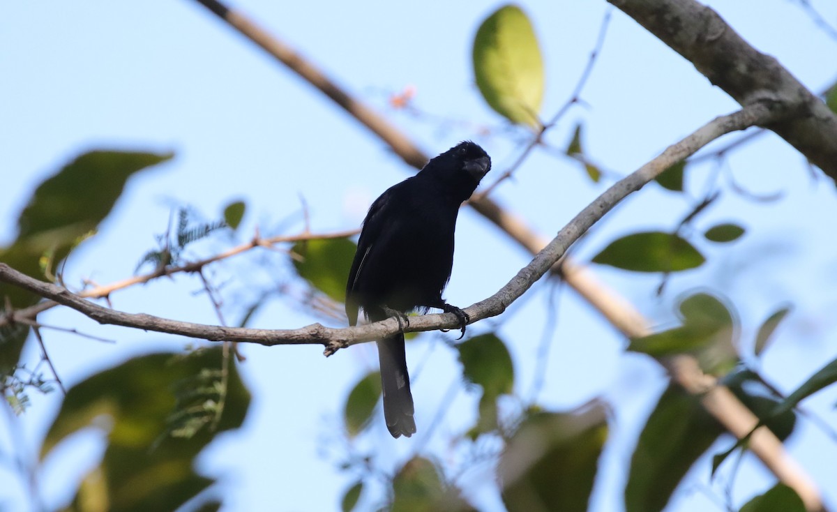 Cuban Bullfinch - ML637896032