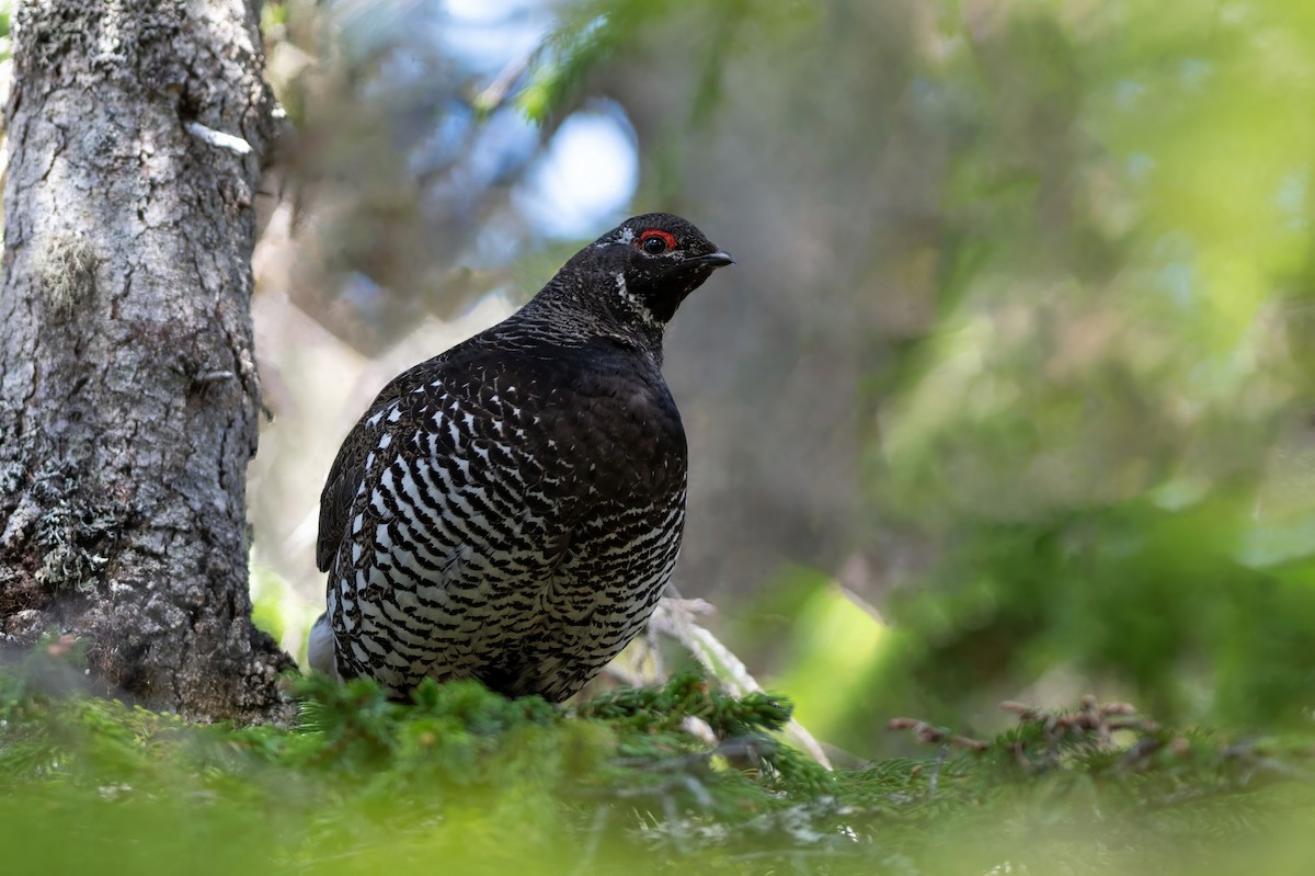 Siberian Grouse - ML637896040
