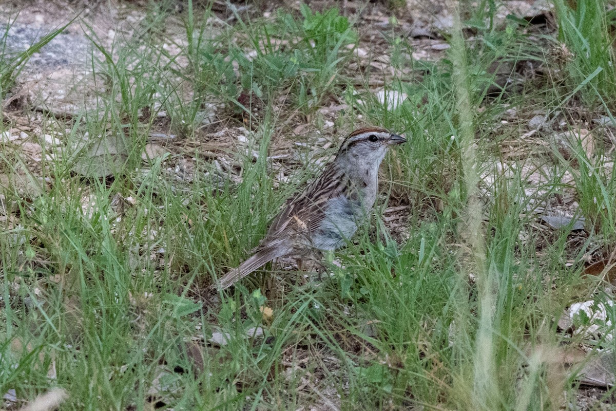 Chipping Sparrow - ML637896043