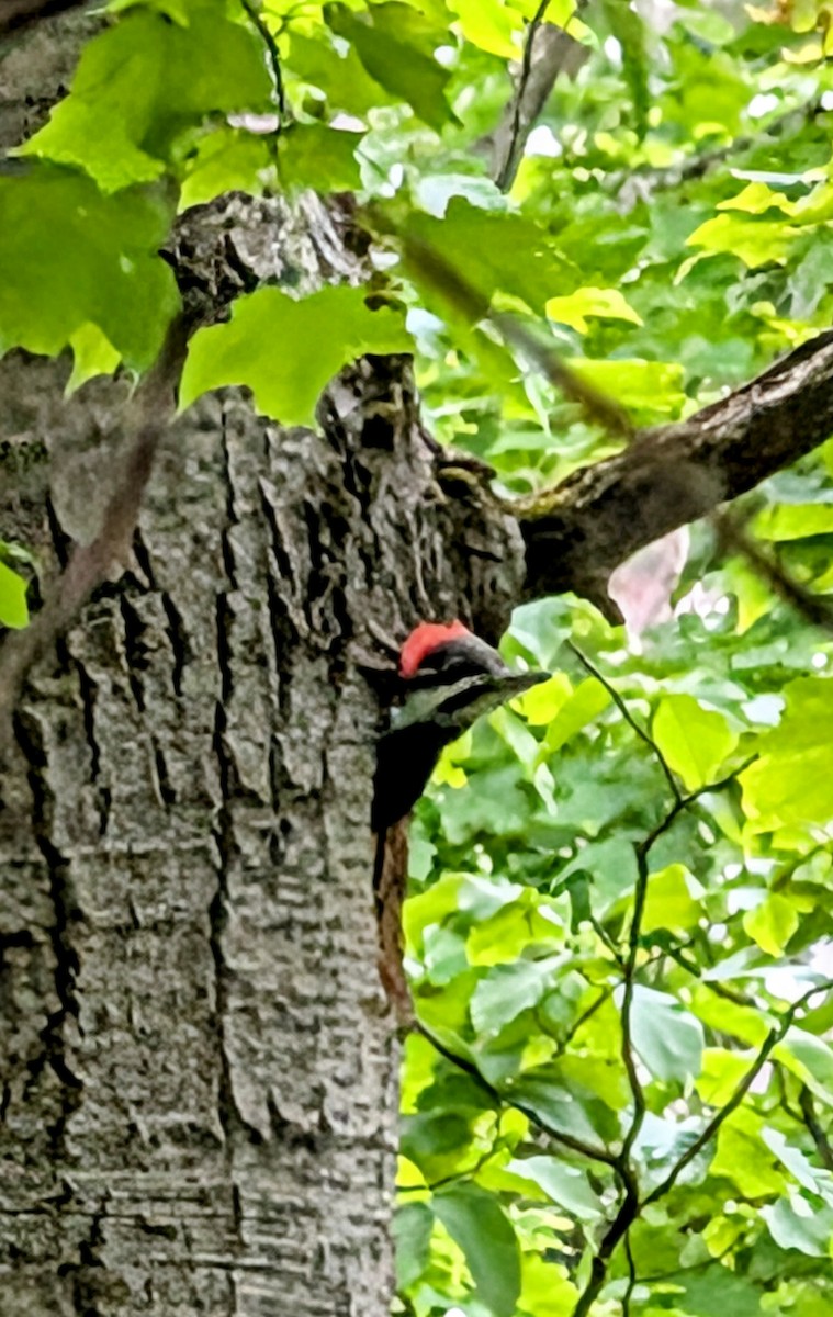 Pileated Woodpecker - ML637896047