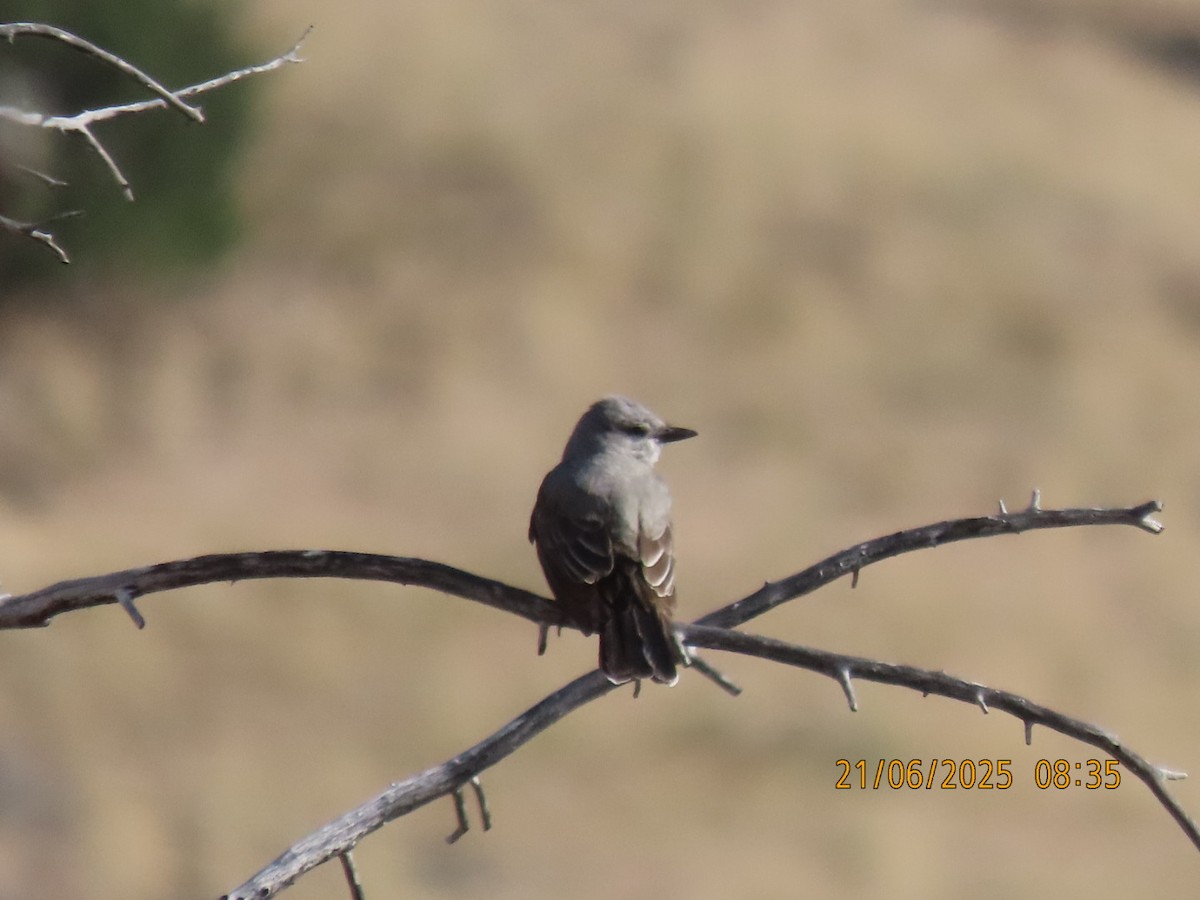 Cassin's Kingbird - ML637896073