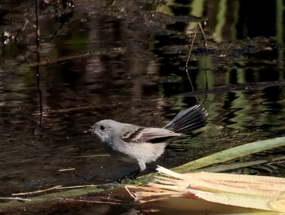 Sooty Tyrannulet - ML637896165