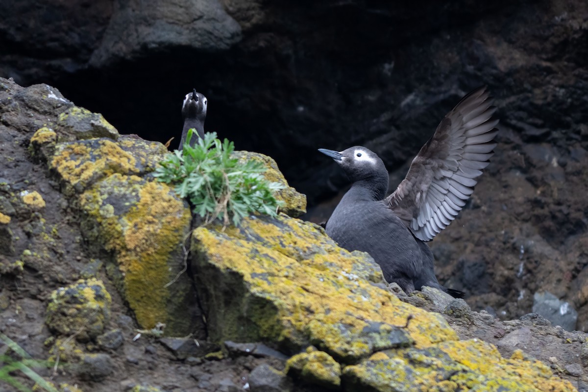 Spectacled Guillemot - ML637896172
