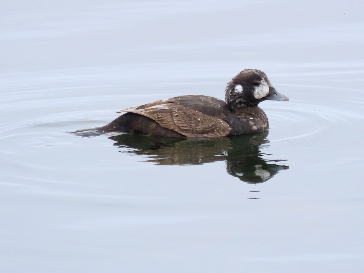 Harlequin Duck - ML637896202