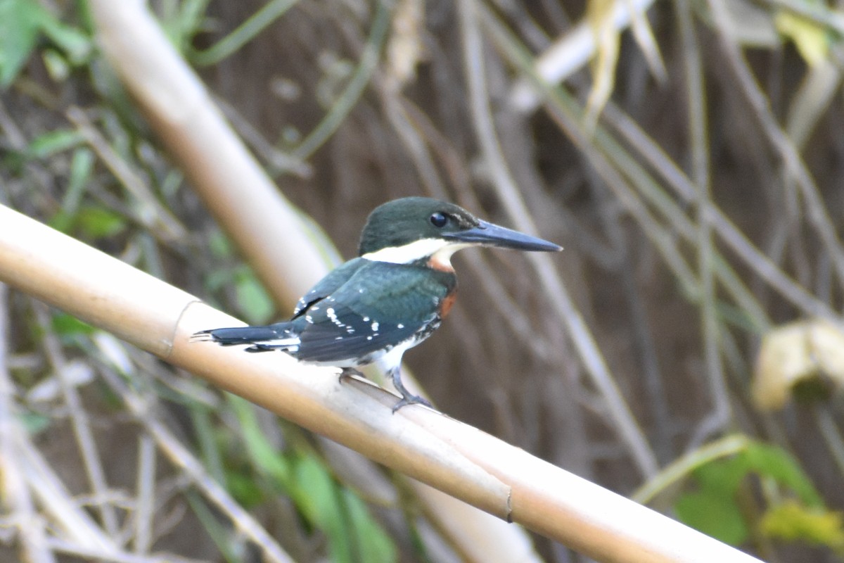 Green Kingfisher - ML637896215
