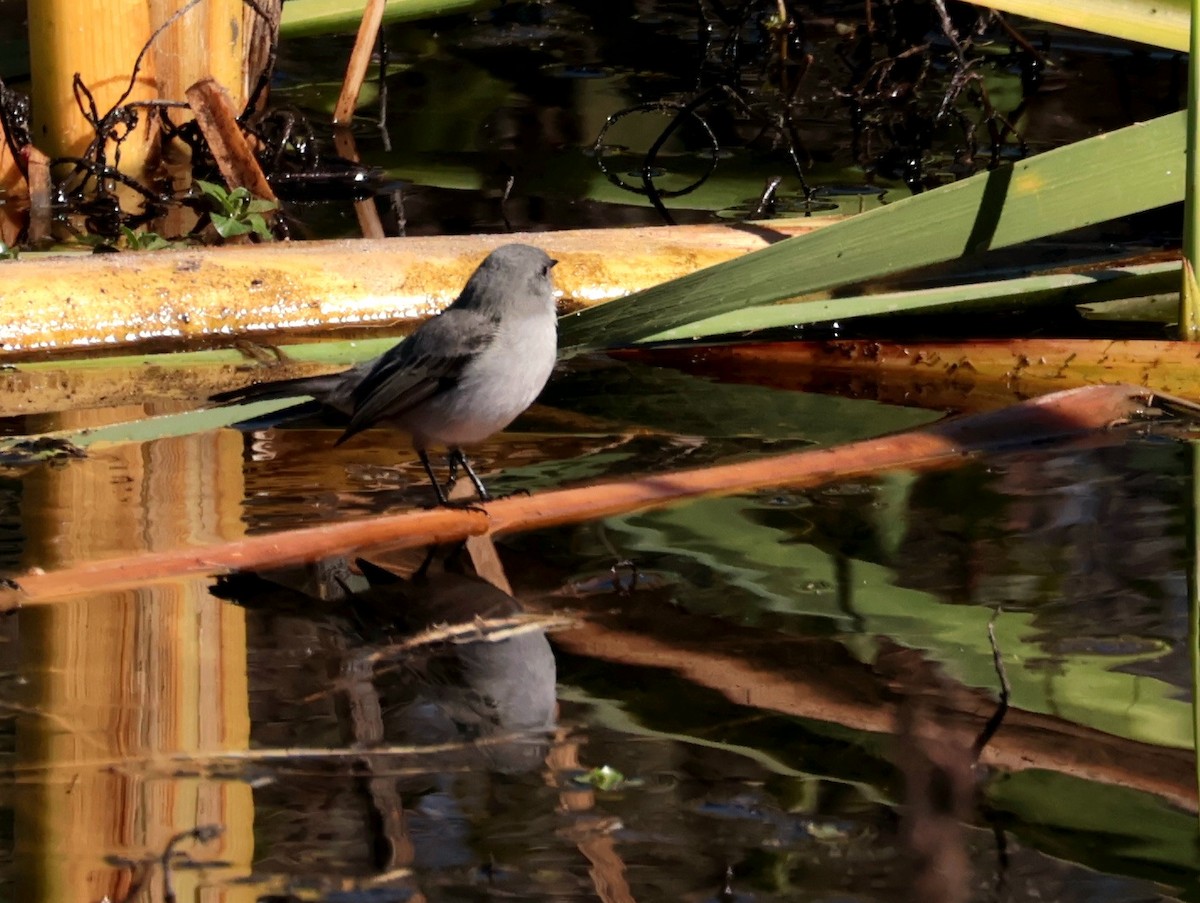 Sooty Tyrannulet - ML637896223