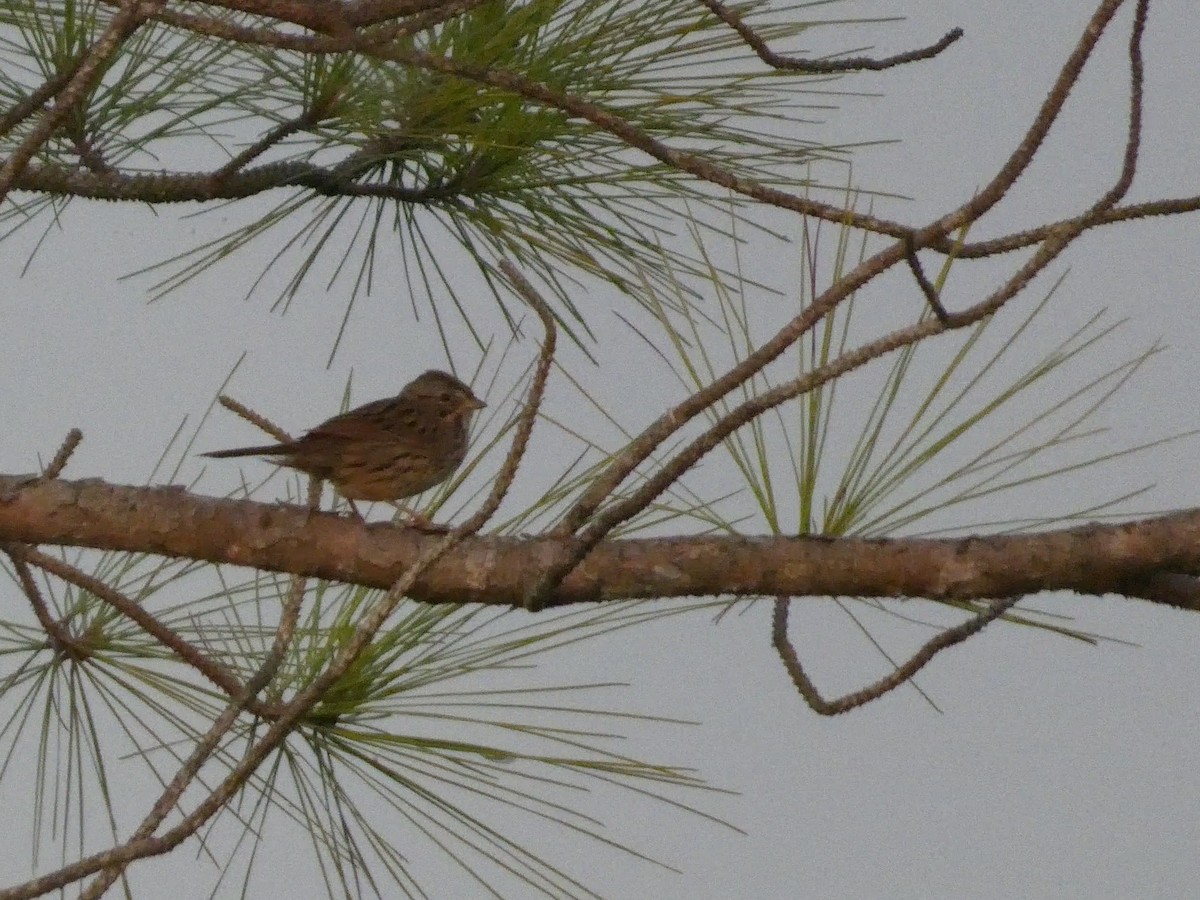 Lincoln's Sparrow - ML637896270