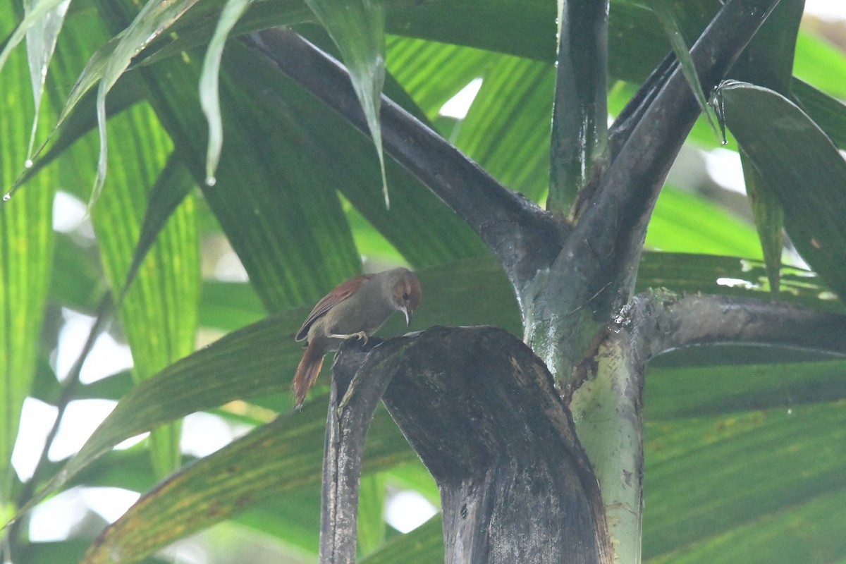 Red-faced Spinetail - ML637896326