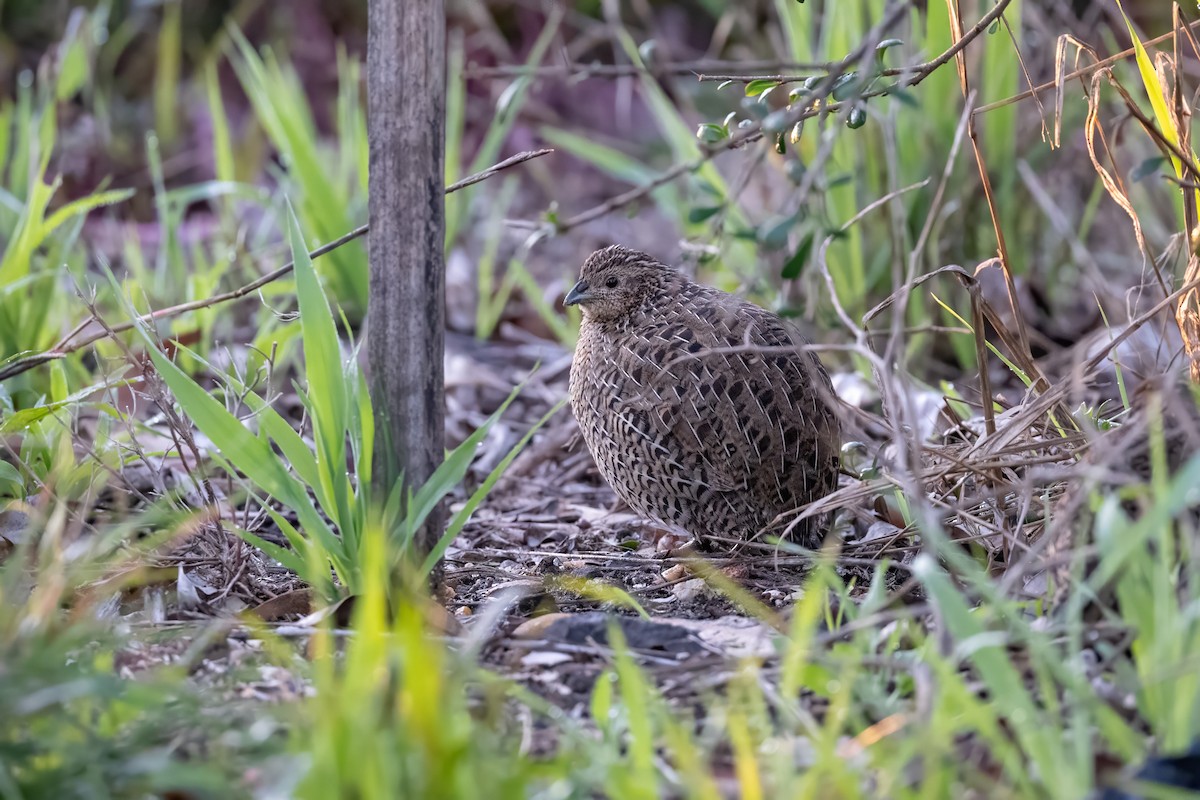 Brown Quail - ML637896458
