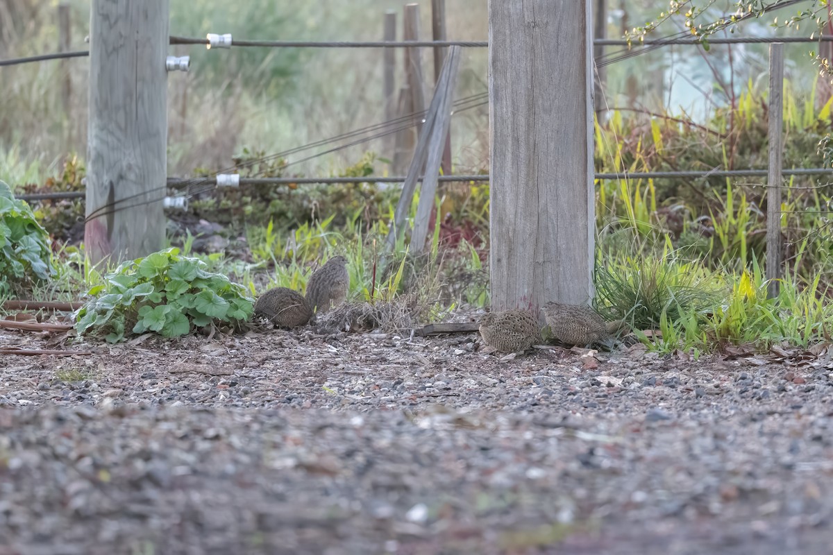 Brown Quail - ML637896463