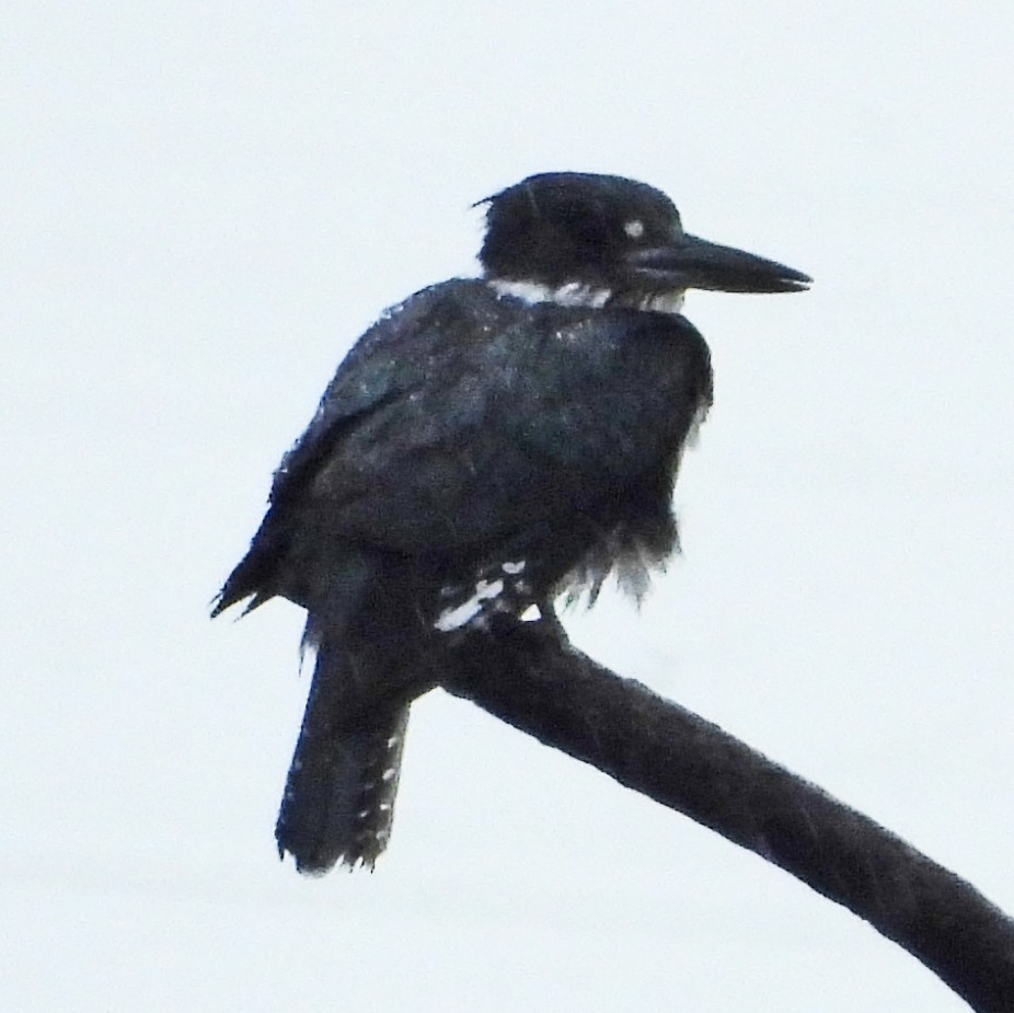 Gürtelfischer - ML637896498