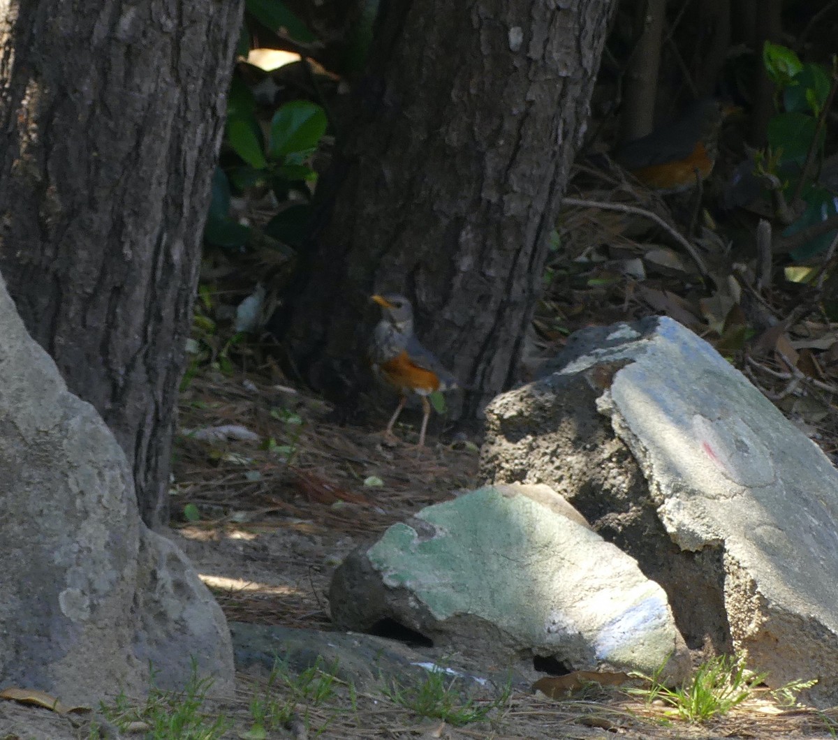 カラアカハラ - ML637896528