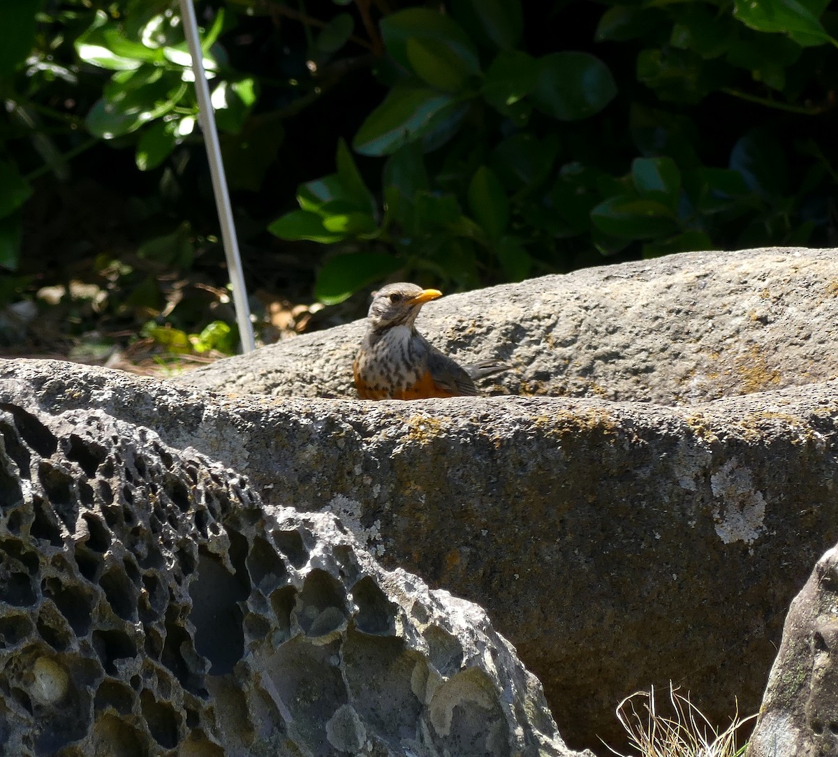 カラアカハラ - ML637896529