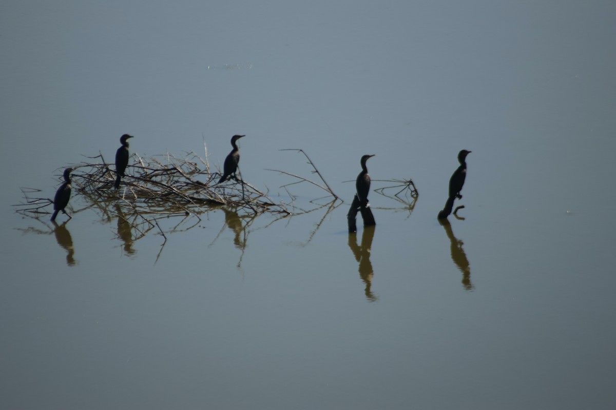 Neotropic Cormorant - ML637896542