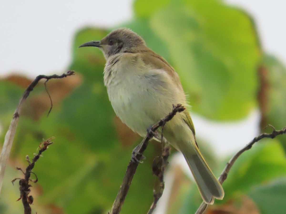Brown Honeyeater - ML637896545