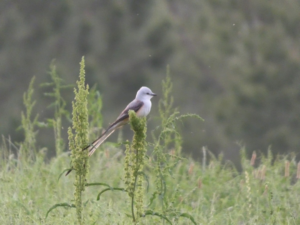 Scissor-tailed Flycatcher - ML637896561