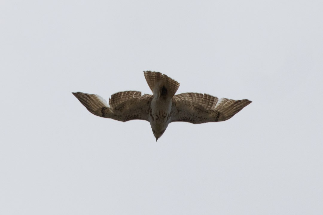 Red-tailed Hawk (borealis) - ML637896567