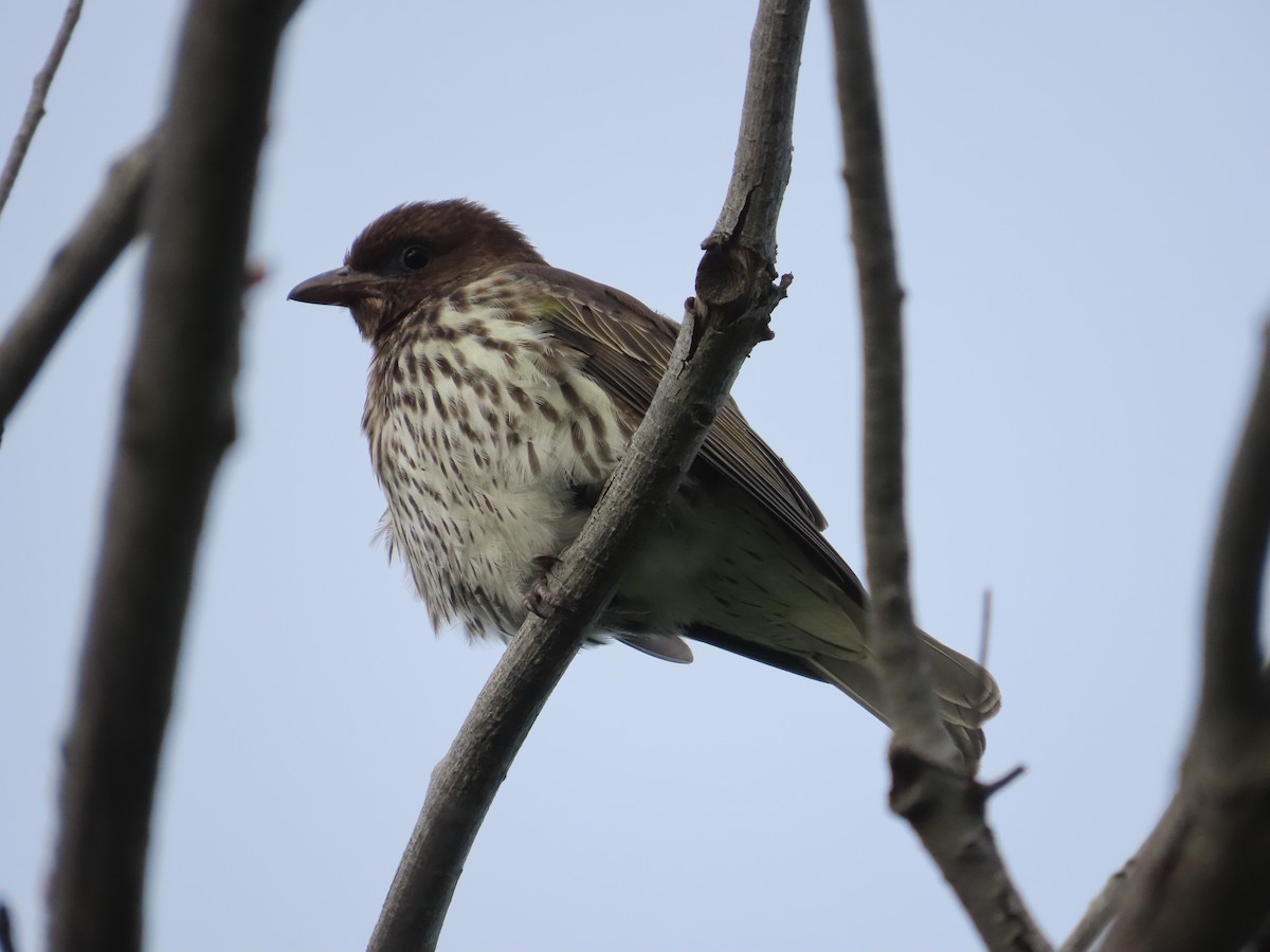 Australasian Figbird - ML637896568
