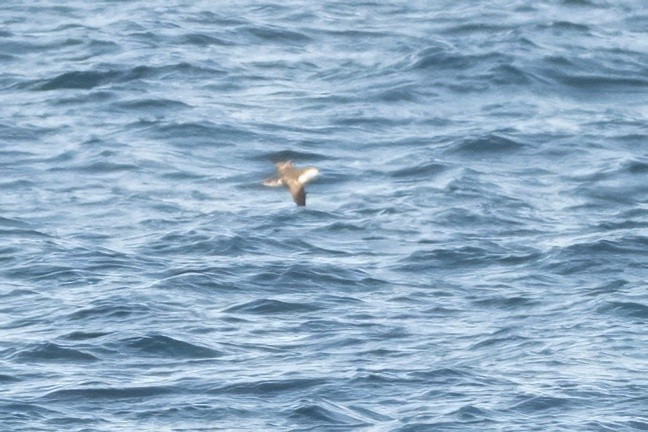 Fluttering Shearwater - ML637896590