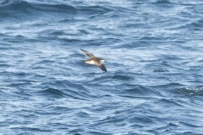 Fluttering Shearwater - ML637896599