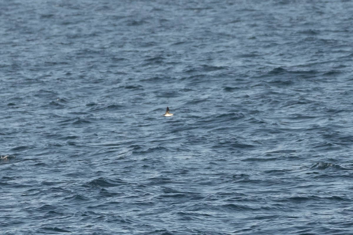 Fluttering Shearwater - ML637896604