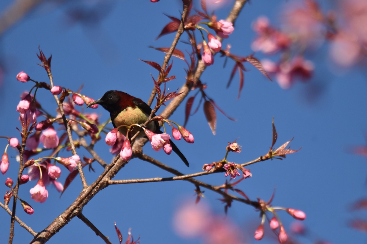 Schwarzkehl-Nektarvogel - ML637896675