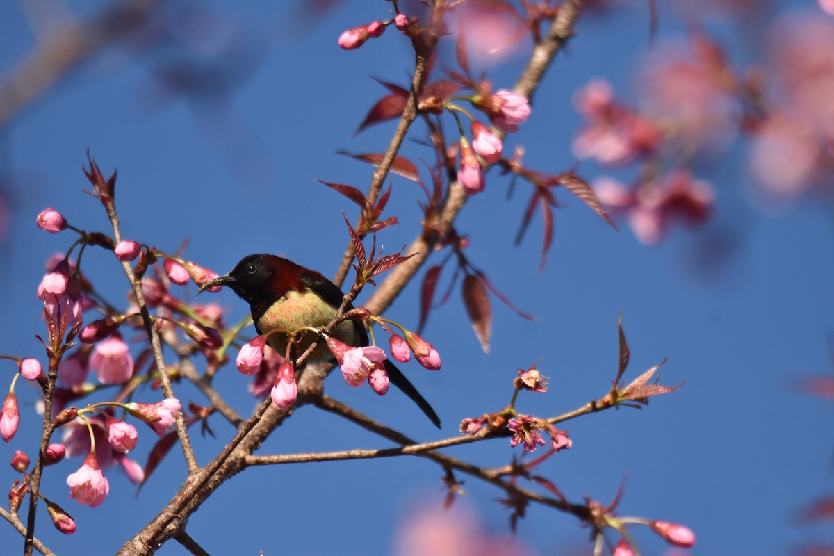 Schwarzkehl-Nektarvogel - ML637896691
