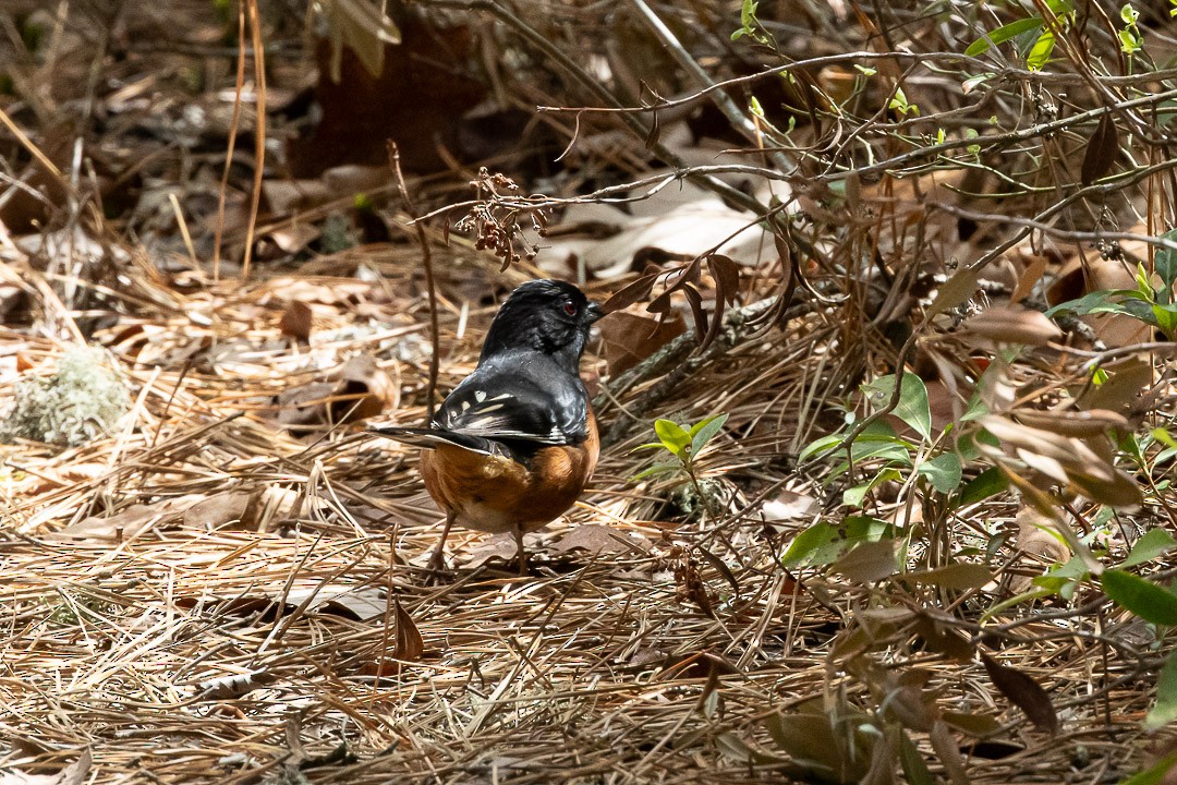 Eastern Towhee - ML637896703