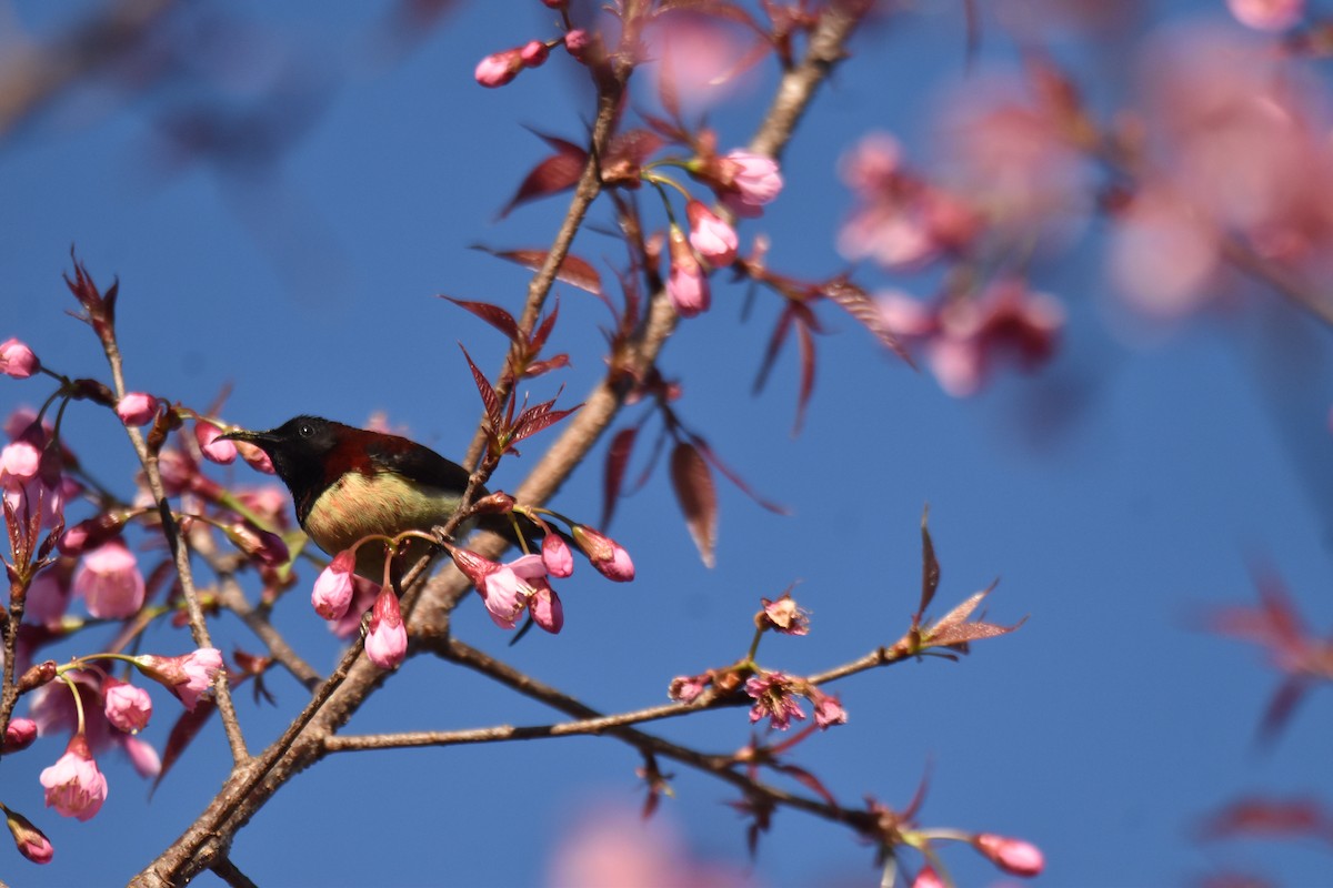 Schwarzkehl-Nektarvogel - ML637896712