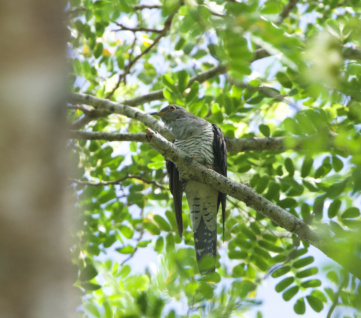 Madagascar Cuckoo - ML637896772