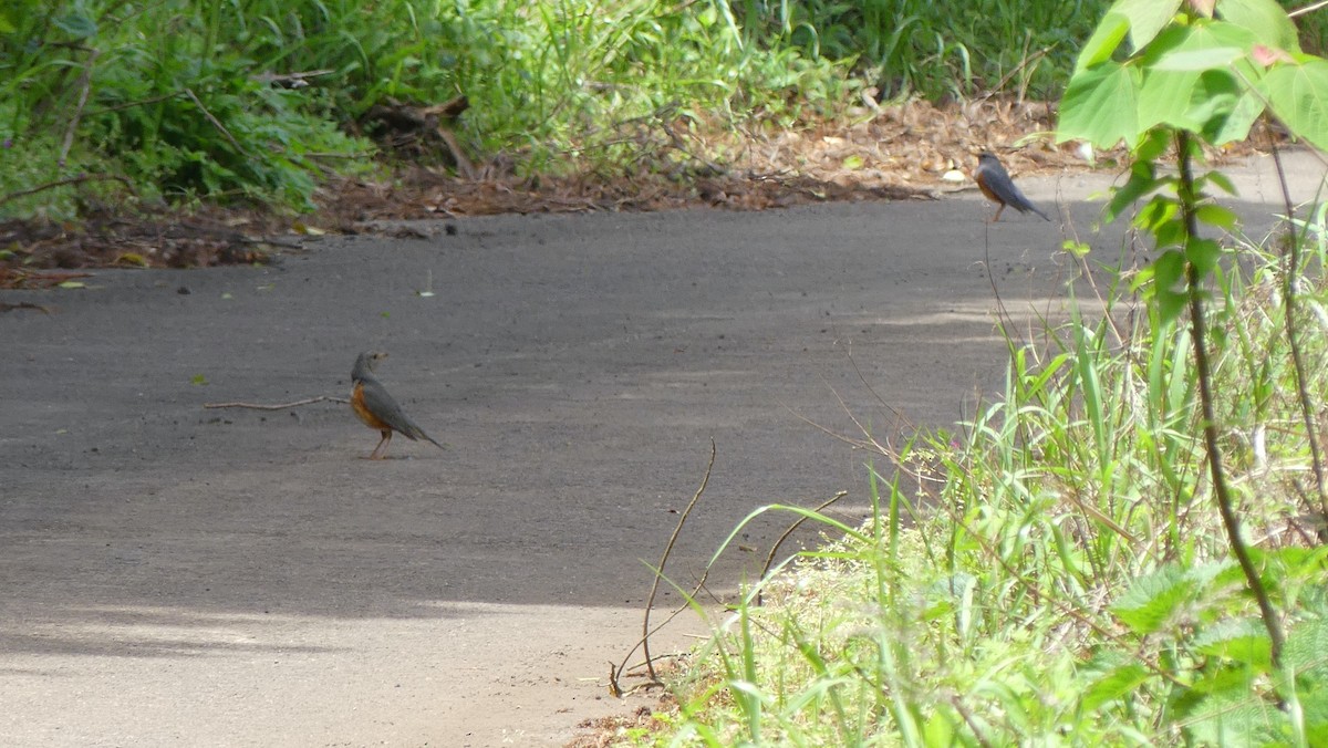 カラアカハラ - ML637896784