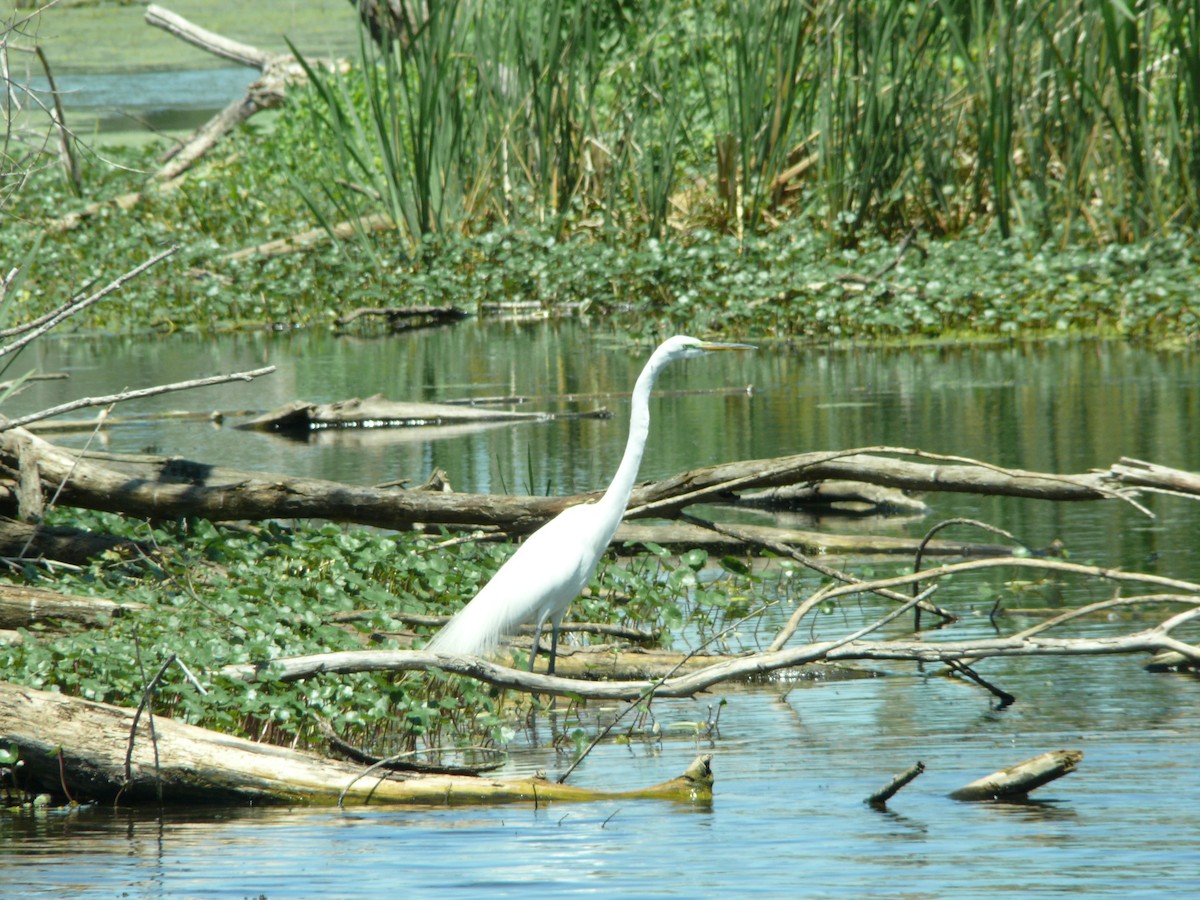 Great Egret - ML637896795