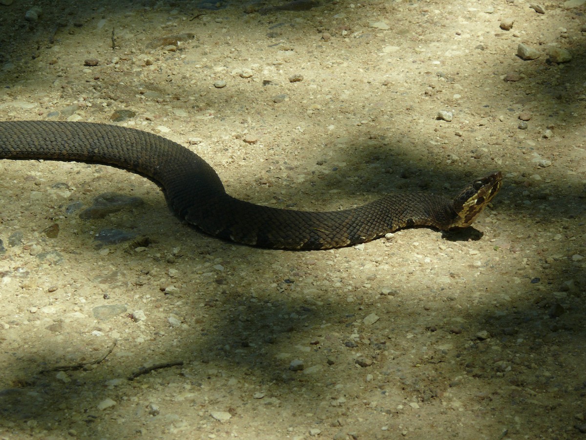 Northern Cottonmouth - ML637896808