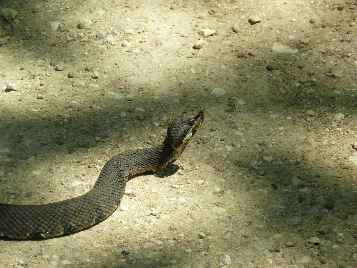 Northern Cottonmouth - ML637896814