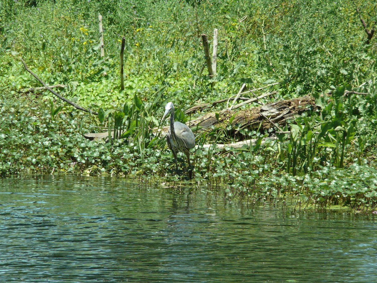 Great Blue Heron - ML637896836