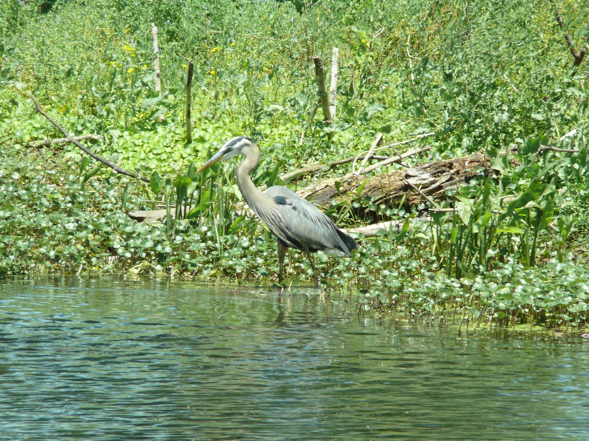 Great Blue Heron - ML637896856